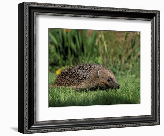 Hedgehog (Erinaceus Europaeus) in Suburban Garden, United Kingdom-Steve & Ann Toon-Framed Photographic Print