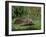 Hedgehog (Erinaceus Europaeus) in Suburban Garden, United Kingdom-Steve & Ann Toon-Framed Photographic Print