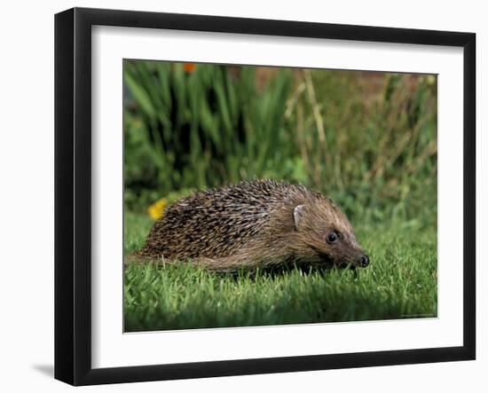 Hedgehog (Erinaceus Europaeus) in Suburban Garden, United Kingdom-Steve & Ann Toon-Framed Photographic Print