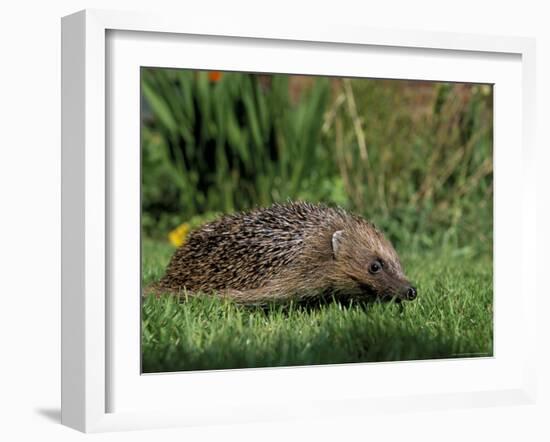 Hedgehog (Erinaceus Europaeus) in Suburban Garden, United Kingdom-Steve & Ann Toon-Framed Photographic Print