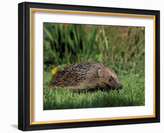 Hedgehog (Erinaceus Europaeus) in Suburban Garden, United Kingdom-Steve & Ann Toon-Framed Photographic Print