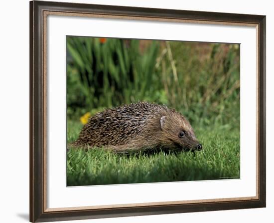 Hedgehog (Erinaceus Europaeus) in Suburban Garden, United Kingdom-Steve & Ann Toon-Framed Photographic Print