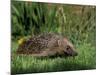 Hedgehog (Erinaceus Europaeus) in Suburban Garden, United Kingdom-Steve & Ann Toon-Mounted Photographic Print