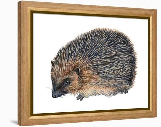 Hedgehog (Erinaceus Europaeus), Mammals-Encyclopaedia Britannica-Framed Stretched Canvas