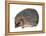 Hedgehog (Erinaceus Europaeus), Mammals-Encyclopaedia Britannica-Framed Stretched Canvas