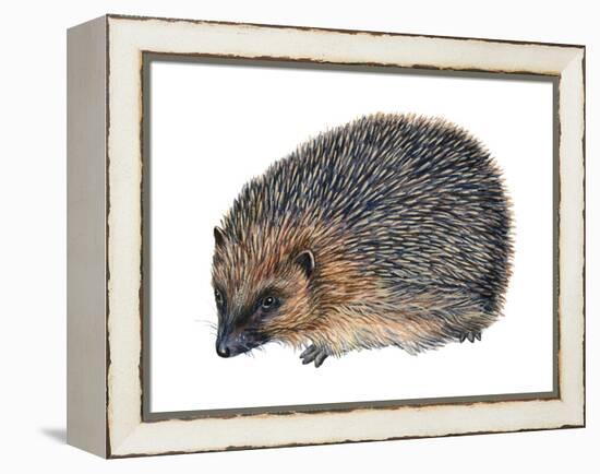 Hedgehog (Erinaceus Europaeus), Mammals-Encyclopaedia Britannica-Framed Stretched Canvas