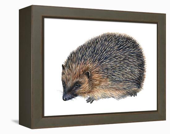 Hedgehog (Erinaceus Europaeus), Mammals-Encyclopaedia Britannica-Framed Stretched Canvas