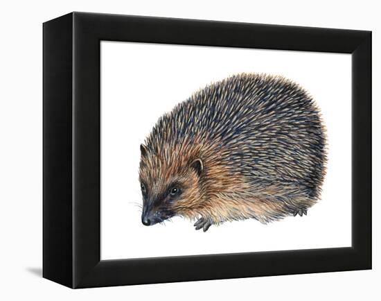 Hedgehog (Erinaceus Europaeus), Mammals-Encyclopaedia Britannica-Framed Stretched Canvas