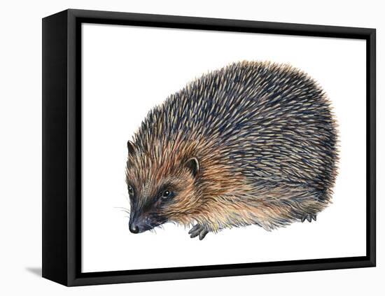 Hedgehog (Erinaceus Europaeus), Mammals-Encyclopaedia Britannica-Framed Stretched Canvas