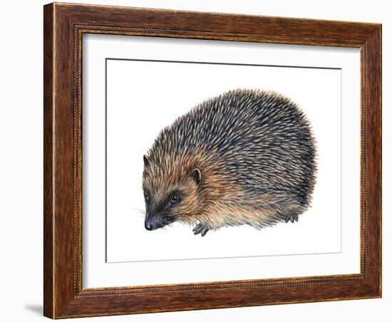 Hedgehog (Erinaceus Europaeus), Mammals-Encyclopaedia Britannica-Framed Art Print