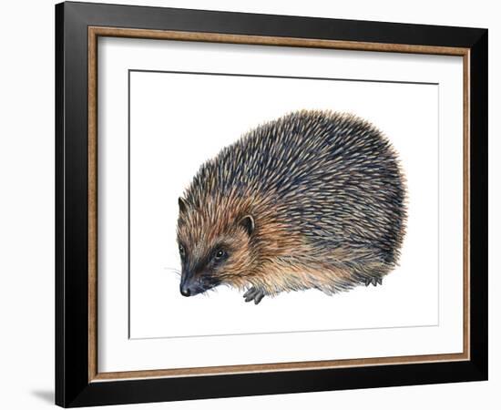 Hedgehog (Erinaceus Europaeus), Mammals-Encyclopaedia Britannica-Framed Art Print