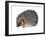 Hedgehog (Erinaceus Europaeus), Mammals-Encyclopaedia Britannica-Framed Art Print