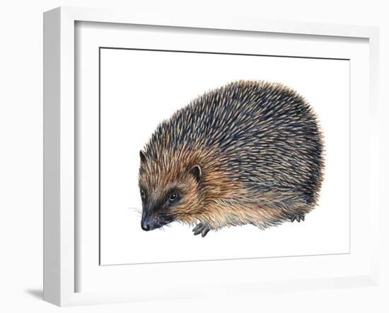 Hedgehog (Erinaceus Europaeus), Mammals-Encyclopaedia Britannica-Framed Art Print