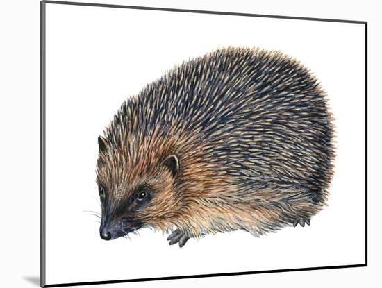 Hedgehog (Erinaceus Europaeus), Mammals-Encyclopaedia Britannica-Mounted Art Print