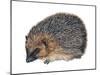 Hedgehog (Erinaceus Europaeus), Mammals-Encyclopaedia Britannica-Mounted Art Print