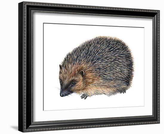 Hedgehog (Erinaceus Europaeus), Mammals-Encyclopaedia Britannica-Framed Art Print