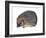 Hedgehog (Erinaceus Europaeus), Mammals-Encyclopaedia Britannica-Framed Art Print