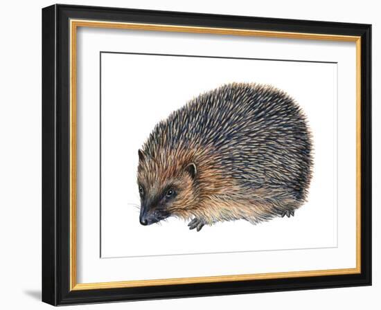 Hedgehog (Erinaceus Europaeus), Mammals-Encyclopaedia Britannica-Framed Art Print