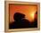 Hedgehog (Erinaceus Europaeus) Silhouette at Sunset, Poland, Europe-Artur Tabor-Framed Premier Image Canvas