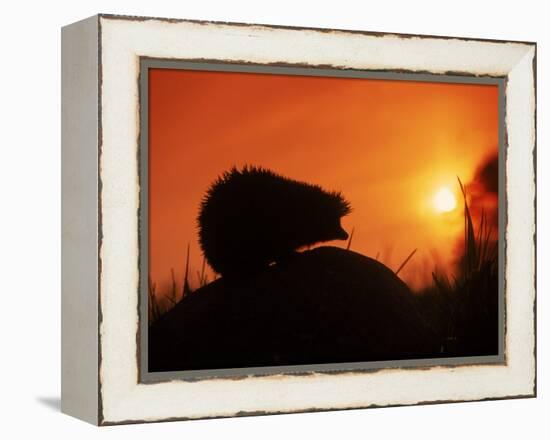 Hedgehog (Erinaceus Europaeus) Silhouette at Sunset, Poland, Europe-Artur Tabor-Framed Premier Image Canvas