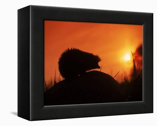 Hedgehog (Erinaceus Europaeus) Silhouette at Sunset, Poland, Europe-Artur Tabor-Framed Premier Image Canvas