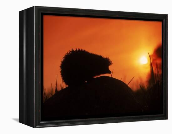 Hedgehog (Erinaceus Europaeus) Silhouette at Sunset, Poland, Europe-Artur Tabor-Framed Premier Image Canvas