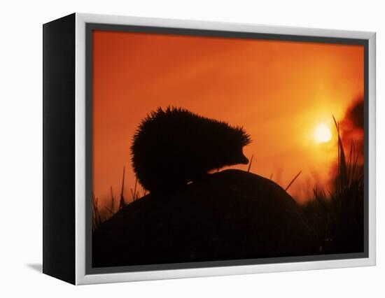 Hedgehog (Erinaceus Europaeus) Silhouette at Sunset, Poland, Europe-Artur Tabor-Framed Premier Image Canvas