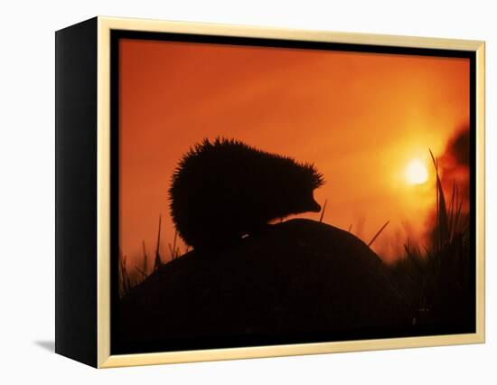 Hedgehog (Erinaceus Europaeus) Silhouette at Sunset, Poland, Europe-Artur Tabor-Framed Premier Image Canvas