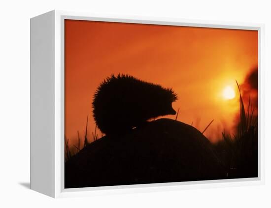 Hedgehog (Erinaceus Europaeus) Silhouette at Sunset, Poland, Europe-Artur Tabor-Framed Premier Image Canvas