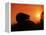 Hedgehog (Erinaceus Europaeus) Silhouette at Sunset, Poland, Europe-Artur Tabor-Framed Premier Image Canvas