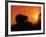 Hedgehog (Erinaceus Europaeus) Silhouette at Sunset, Poland, Europe-Artur Tabor-Framed Photographic Print