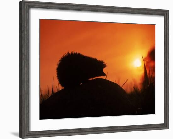 Hedgehog (Erinaceus Europaeus) Silhouette at Sunset, Poland, Europe-Artur Tabor-Framed Photographic Print