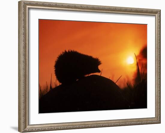 Hedgehog (Erinaceus Europaeus) Silhouette at Sunset, Poland, Europe-Artur Tabor-Framed Photographic Print