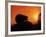 Hedgehog (Erinaceus Europaeus) Silhouette at Sunset, Poland, Europe-Artur Tabor-Framed Photographic Print