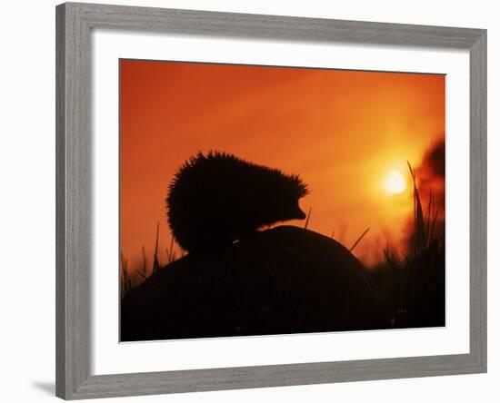 Hedgehog (Erinaceus Europaeus) Silhouette at Sunset, Poland, Europe-Artur Tabor-Framed Photographic Print