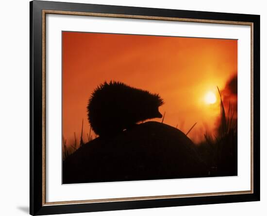 Hedgehog (Erinaceus Europaeus) Silhouette at Sunset, Poland, Europe-Artur Tabor-Framed Photographic Print