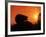 Hedgehog (Erinaceus Europaeus) Silhouette at Sunset, Poland, Europe-Artur Tabor-Framed Photographic Print