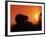 Hedgehog (Erinaceus Europaeus) Silhouette at Sunset, Poland, Europe-Artur Tabor-Framed Photographic Print