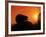 Hedgehog (Erinaceus Europaeus) Silhouette at Sunset, Poland, Europe-Artur Tabor-Framed Photographic Print