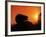 Hedgehog (Erinaceus Europaeus) Silhouette at Sunset, Poland, Europe-Artur Tabor-Framed Photographic Print