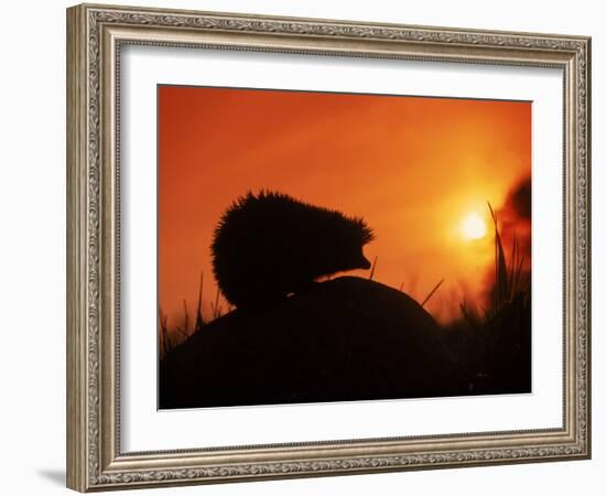 Hedgehog (Erinaceus Europaeus) Silhouette at Sunset, Poland, Europe-Artur Tabor-Framed Photographic Print