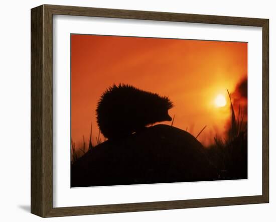 Hedgehog (Erinaceus Europaeus) Silhouette at Sunset, Poland, Europe-Artur Tabor-Framed Photographic Print