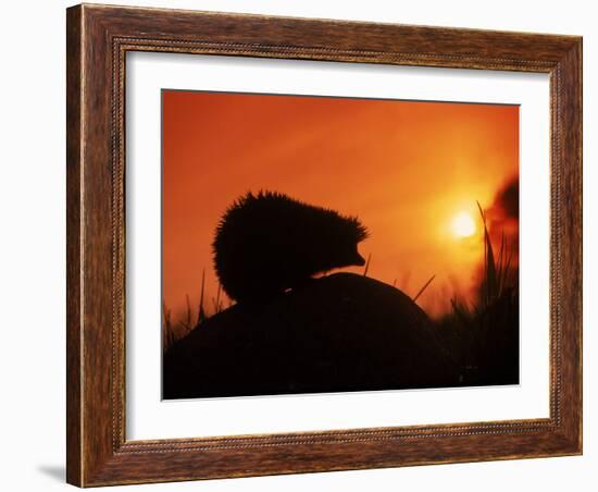 Hedgehog (Erinaceus Europaeus) Silhouette at Sunset, Poland, Europe-Artur Tabor-Framed Photographic Print