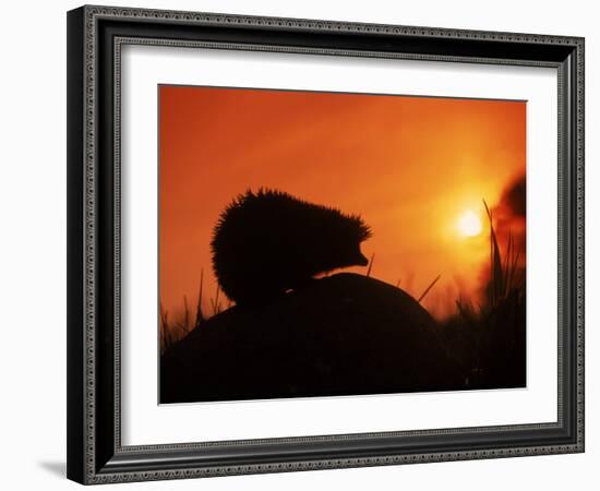 Hedgehog (Erinaceus Europaeus) Silhouette at Sunset, Poland, Europe-Artur Tabor-Framed Photographic Print