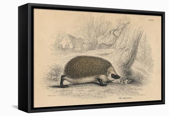 Hedgehog (Erinaceus Europea), 1828-null-Framed Premier Image Canvas