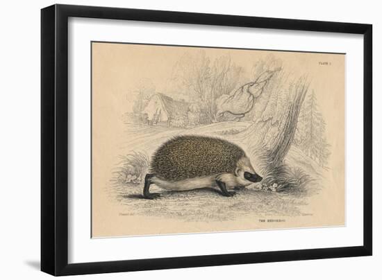 Hedgehog (Erinaceus Europea), 1828-null-Framed Giclee Print