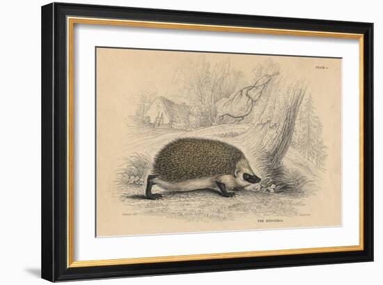 Hedgehog (Erinaceus Europea), 1828-null-Framed Giclee Print