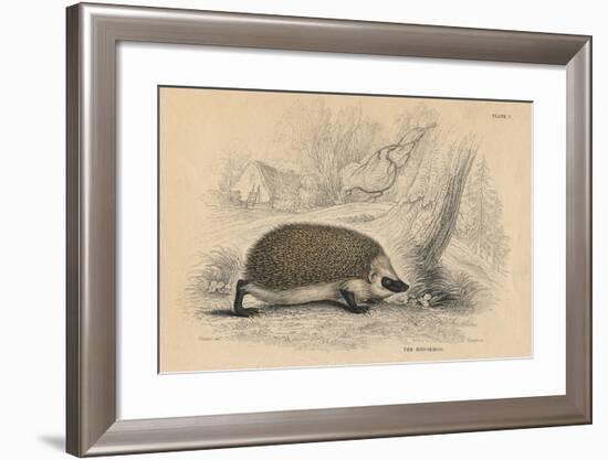 Hedgehog (Erinaceus Europea), 1828-null-Framed Giclee Print