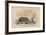 Hedgehog (Erinaceus Europea), 1828-null-Framed Giclee Print