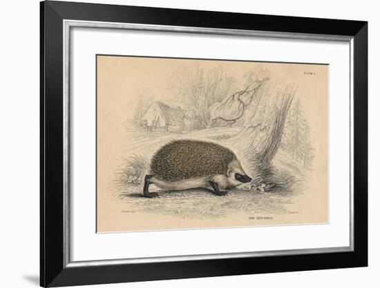 Hedgehog (Erinaceus Europea), 1828-null-Framed Giclee Print